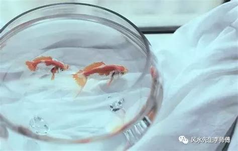 養什麼魚招財|【招財風水魚】養招財風水魚秘笈！五行配對、顏色挑選、種類詳。